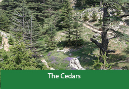 Lebanon Cedar